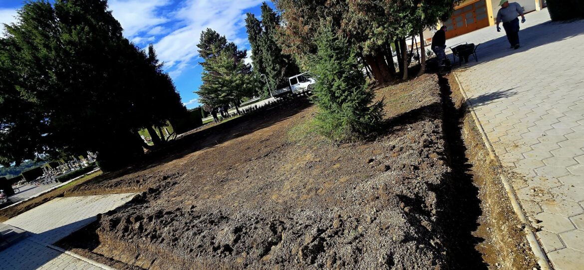 Sadnja tise i bukve te zamjena suhih tuja u sklopu uređenja zelenih površina