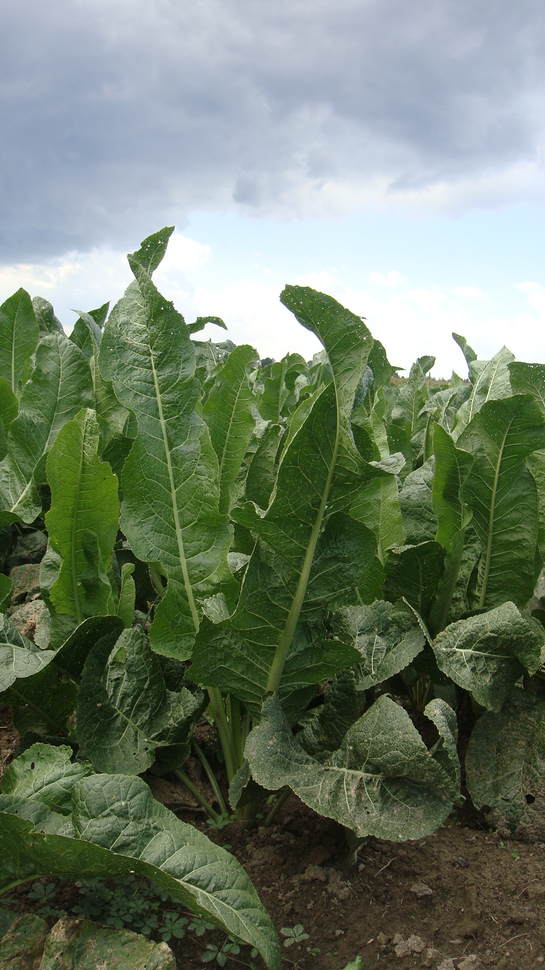 Ludbreški hren – tradicija duga više od 40 godina i ponos domaće proizvodnje