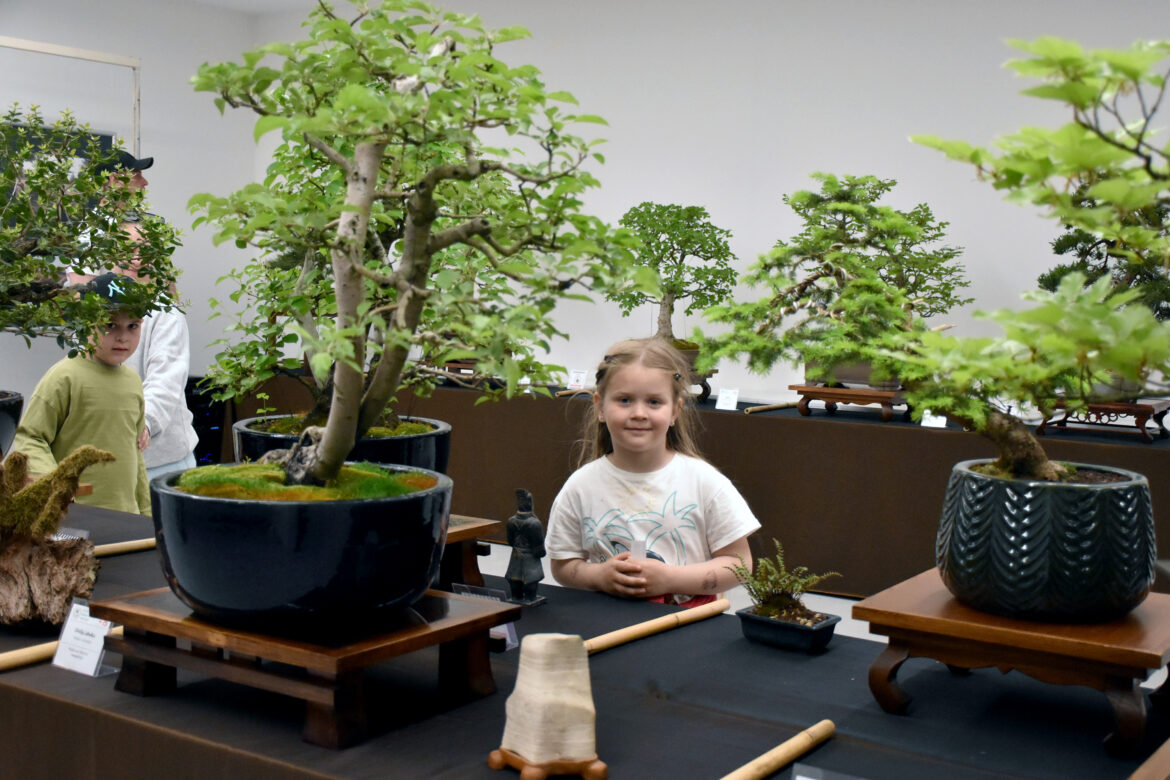 Bonsai izložba bilježi rekordnu posjećenost   